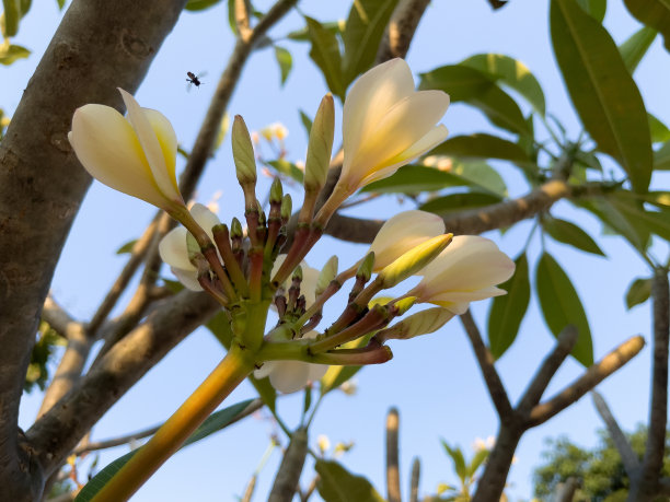 鸡蛋花在树上开得很漂亮。图片下载