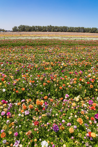 毛茛花田图片下载