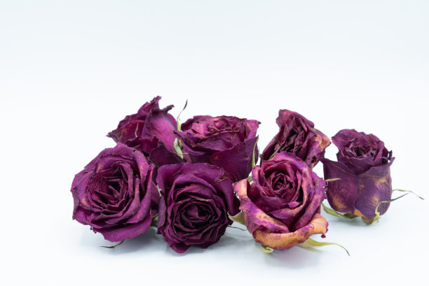 白色背景上孤立的干玫瑰图片下载