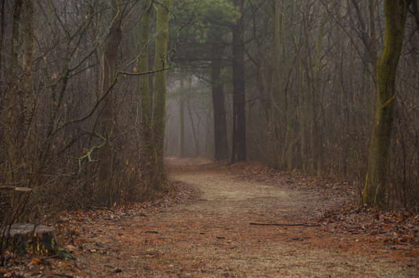 大雾弥漫的森林小径图片下载