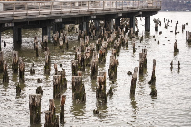 水里的木头图片下载