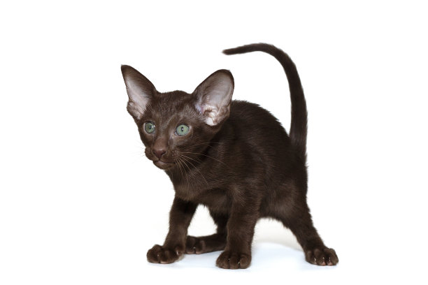 有趣而好奇的巧克力色东方小猫图片下载