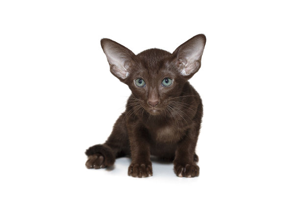一只有趣的巧克力色东方小猫的肖像图片下载
