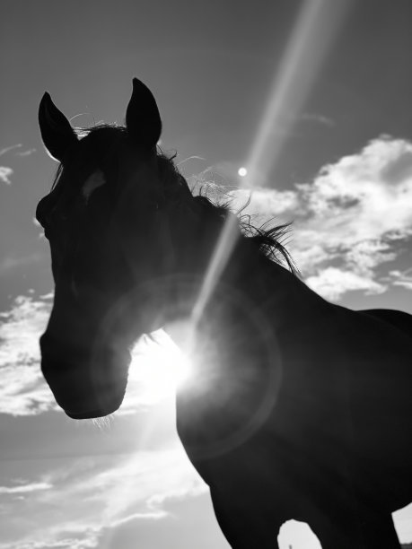 太阳透过马图片下载