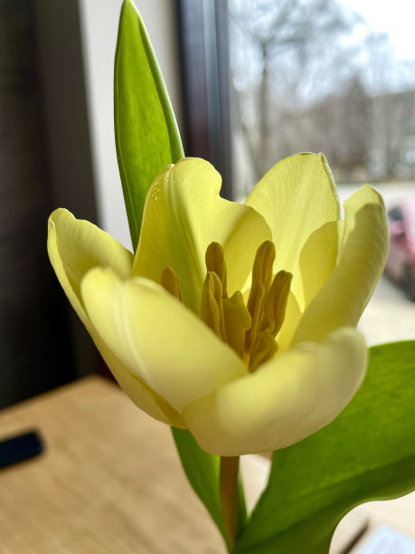 花瓶里的黄色郁金香图片下载