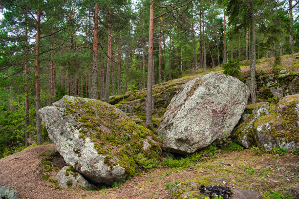 俄罗斯维堡的蒙雷珀斯公园，松树林中覆盖着苔藓的巨石图片下载