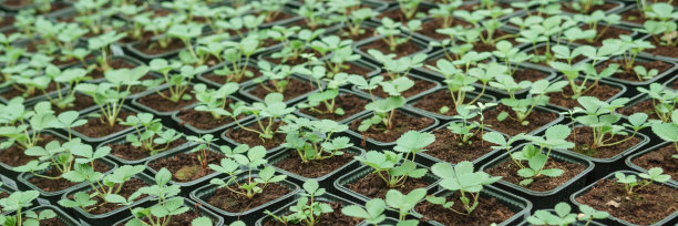 温室里有各种各样的绿色植物。春天种植作物的概念。图片下载