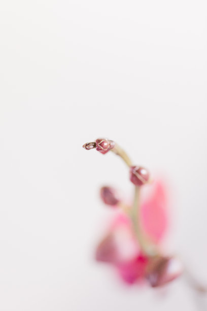 在明亮的自然阳光下，明亮的粉红色兰花花蕾在室内植物上与空白的白色背景复制空间的充满活力的微距照片图片下载