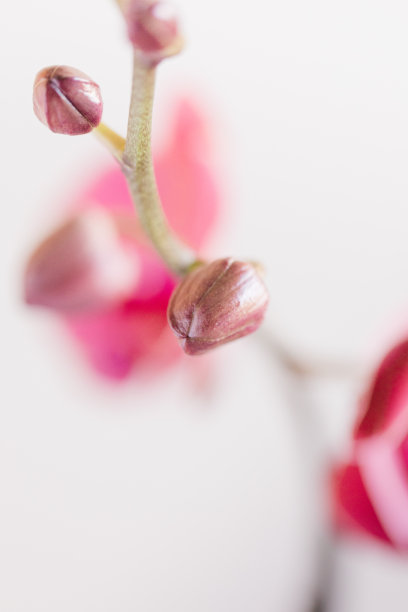 在明亮的自然阳光下，明亮的粉红色兰花花蕾在室内植物上与空白的白色背景复制空间的充满活力的微距照片图片下载