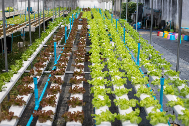 水培概念塑料管道蔬菜图片下载