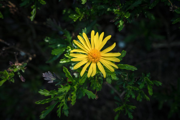 金色的菊花图片下载