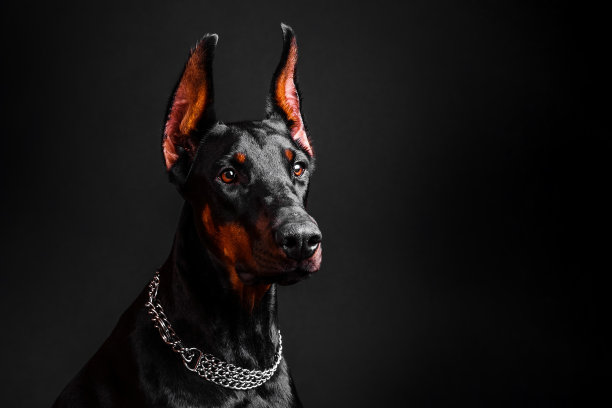 杜宾犬品种特写在一个黑暗的背景图片下载