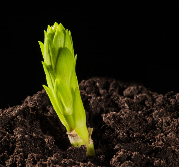 在肥沃土地的背景下，一株花园百合的幼芽图片下载