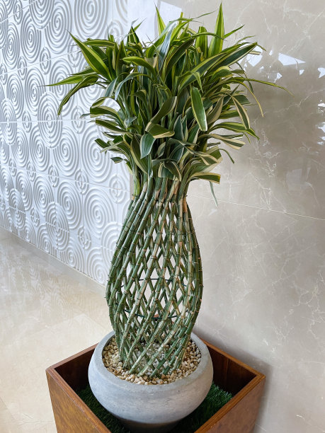 近距离图片的修剪龙树(Dracaena marginata)，在公共走廊上有拼板树干，瓷砖地板上的木盒，圆形和漩涡图案的墙砖，重点在前景图片下载