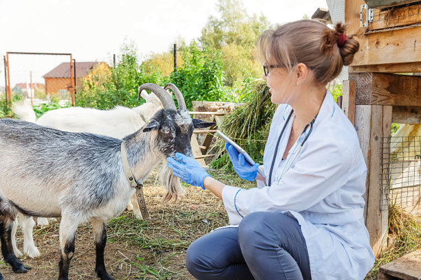 年轻的兽医妇女与平板电脑检查山羊在牧场背景。兽医在自然生态农场检查山羊。爱护动物和生态畜牧业理念。图片下载