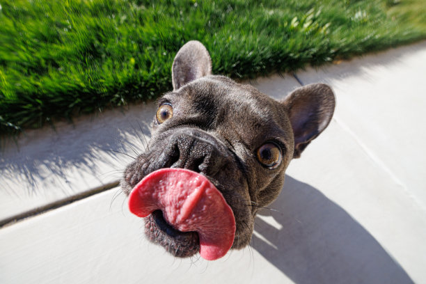 我爱花生酱图片下载