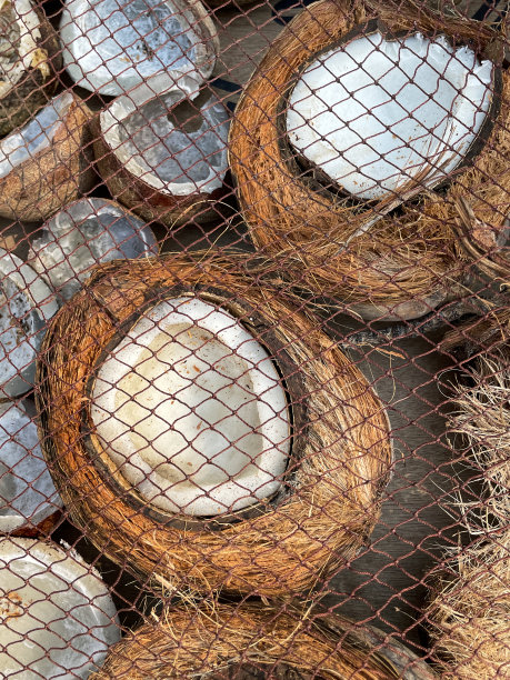 全帧图像的分裂成熟的椰子干燥的硬纸板覆盖的网网，椰子周围的白色椰子肉，抬高的观点图片下载