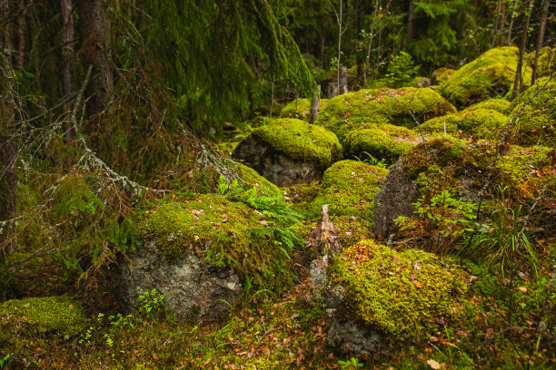 精灵森林。苔藓的石头。树图片下载