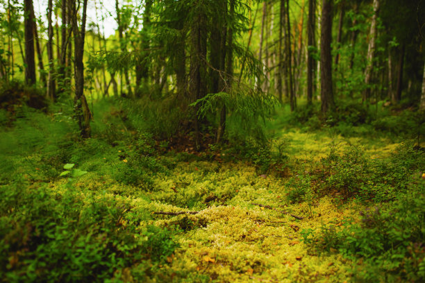 精灵森林。苔藓的石头。树图片下载