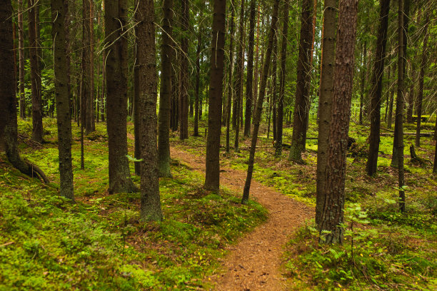 精灵森林。苔藓的石头。树图片下载
