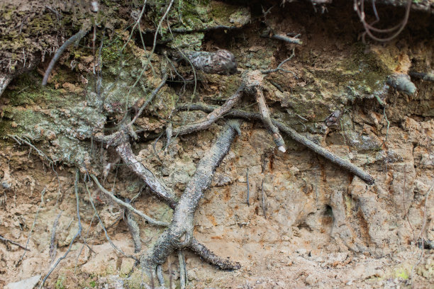 树的根。污垢图片下载