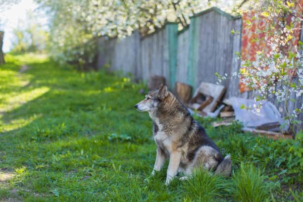 狗拴在摊位附近。动物在户外。农场里的宠物图片下载