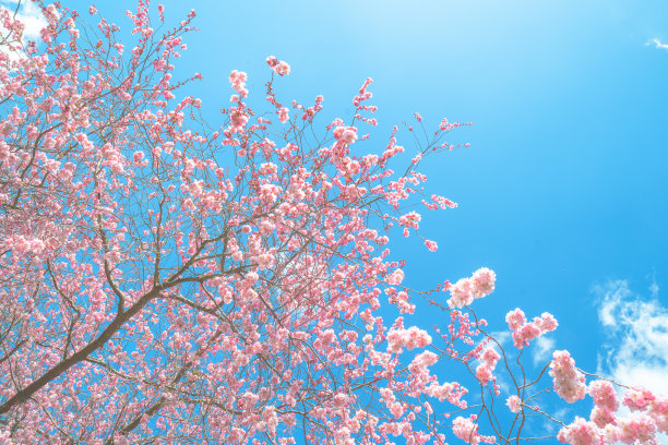 春天美丽的樱花图片下载