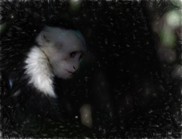 白面卷尾猴在树上图片下载