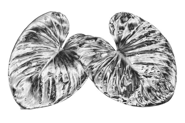 银色金属叶子，水滴白色背景孤立特写，银色叶子，闪亮的灰色金属植物叶子，单色花瓣插图，黑白花分枝图案，复古装饰图片下载