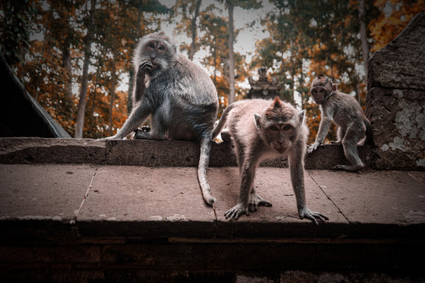 三只猴子的照片图片下载
