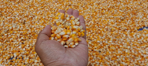 一个男人手拿干燥的玉米粒图片下载