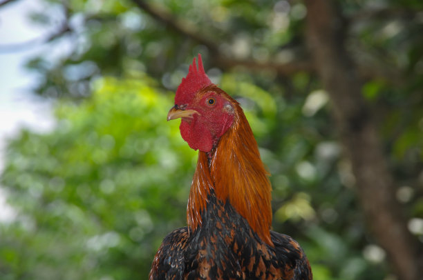 这是一只来自爪哇岛的本土公鸡的特写，它的颜色是黑色、棕色和红色的组合图片下载