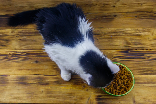 猫在木地板上从陶瓷碗里吃东西图片下载