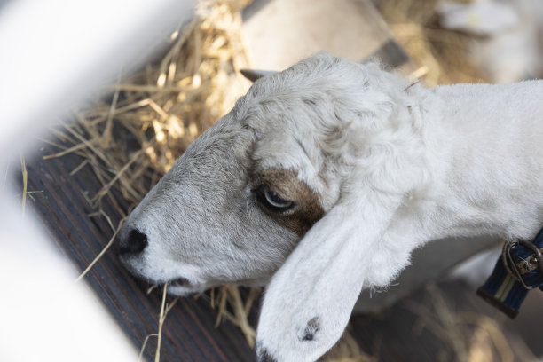 白羊在吃干草图片下载
