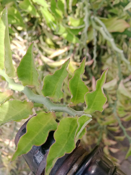 非常漂亮的绿色植物在阳光下的照片图片下载