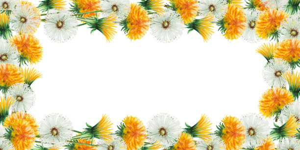 水彩框架蒲公英花和绿叶。手绘剪纸植物草甸插图在一个白色孤立的背景。为设计师，装饰，明信片，包装纸，剪贴簿，封面，请柬，婚礼设计，海报图片下载