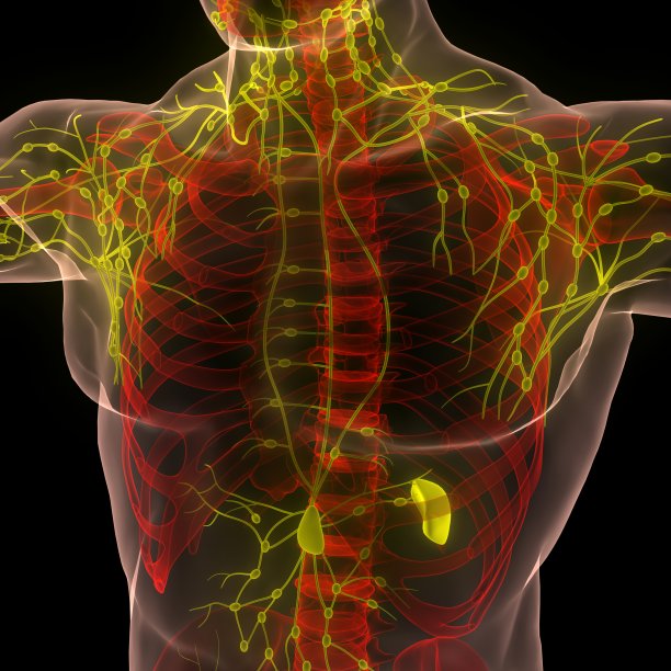 人体内部系统淋巴结解剖图片下载