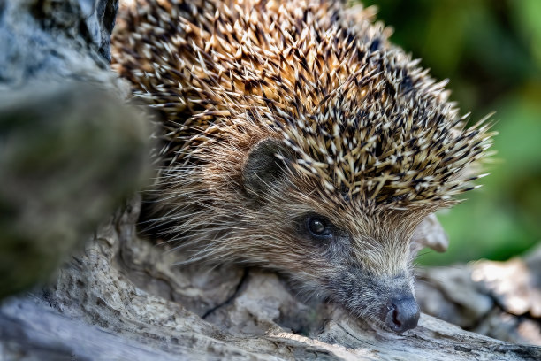 可爱的刺猬在花园里的绿草地上行走图片下载