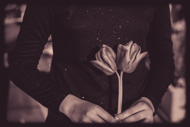 奇怪的两头郁金香在手中图片下载