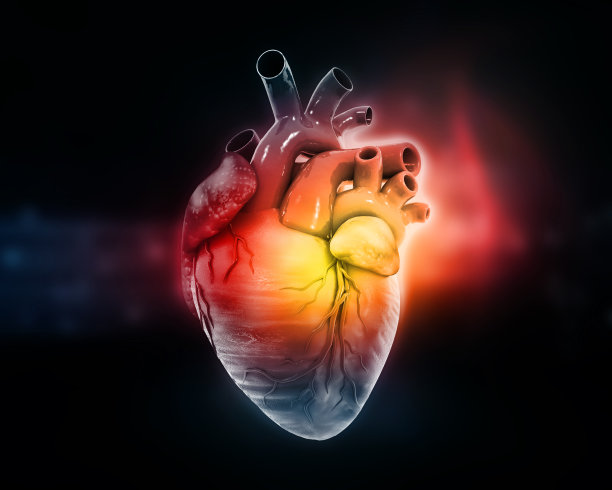 人体心脏解剖图片下载