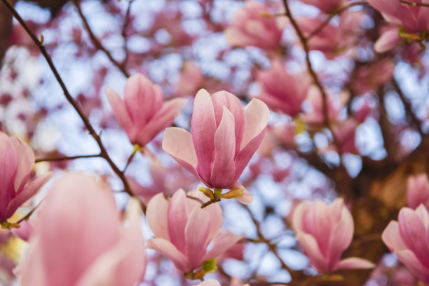 木兰。紫色的木兰。图片下载