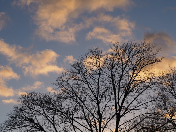 树在柔和的蓝色夜空中图片下载