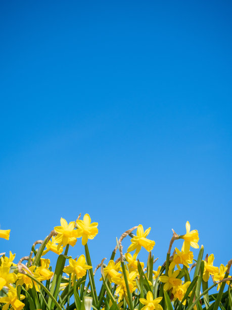 一朵黄色的水仙花映衬着蓝天图片下载