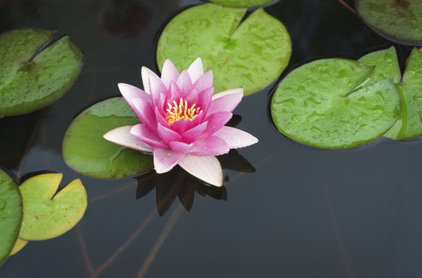 睡莲花在粉红色的阴影和绿色的叶子。图片下载