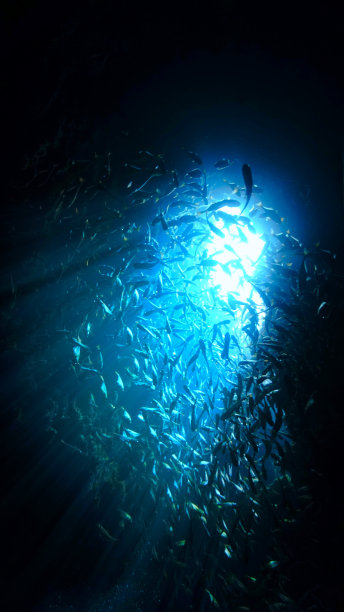 洞穴内阳光照射下的鱼群图片下载