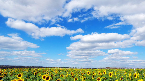 向日葵田春天的风景背景图图片下载