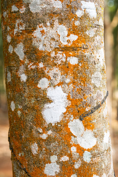 种植园里的橡胶树，特写。从橡胶树上收集乳胶。图片下载