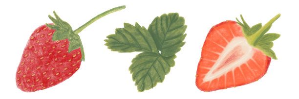 Strawberry, red berries, strawberries with leaves,sweet food, ilustraciones botánicas decorativas图片下载