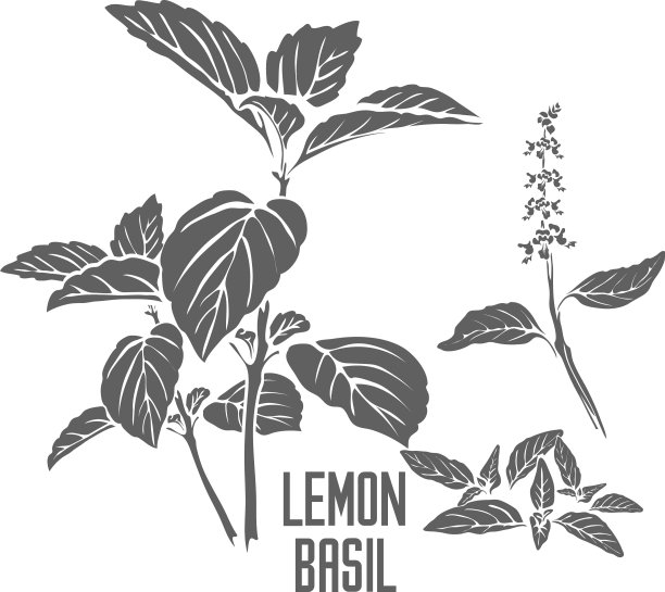 柠檬罗勒植物剪影矢量插图图片下载