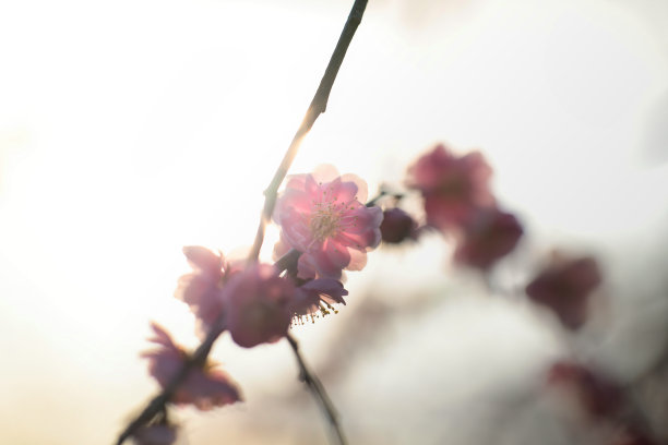 松软可爱的粉色梅花盛开在三月图片下载